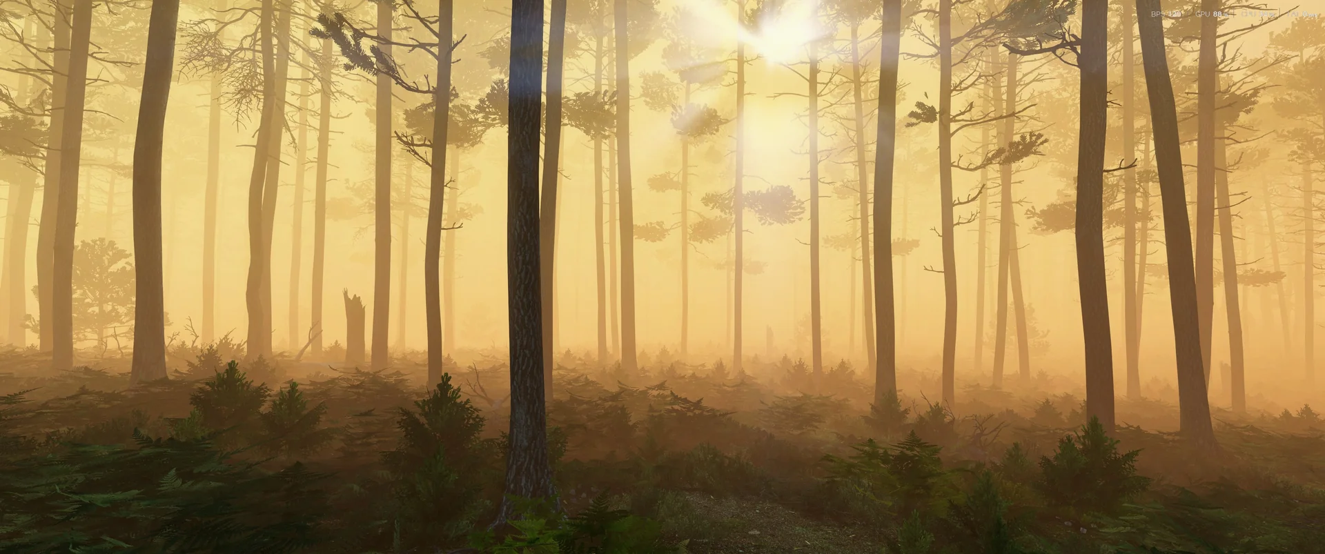 Pine forest in golden sunrise light